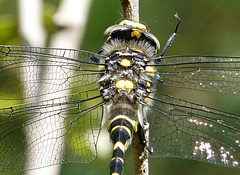 Gold-ringed Dragonfly Male 2