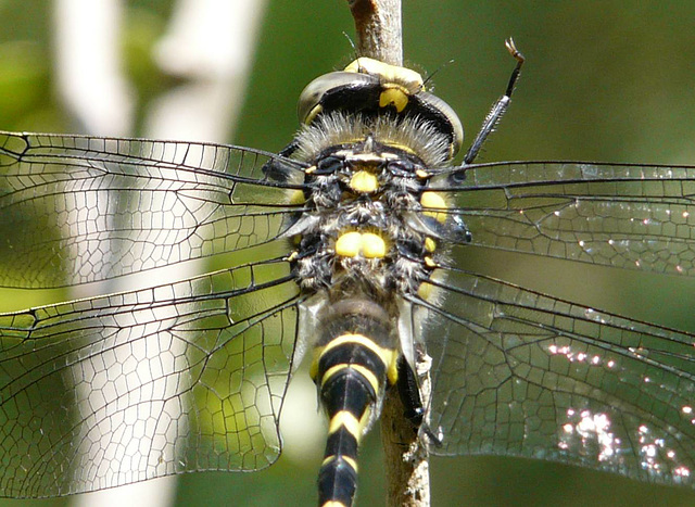 Gold-ringed Dragonfly Male 2