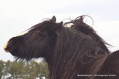 Irish Gypsy Cobs