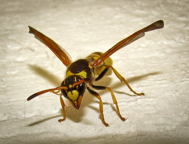 Wasp Ready For Action