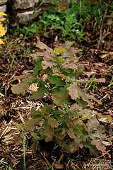 Young oaks from acorns grow...