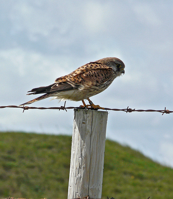 Kestral