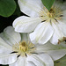 Clematis