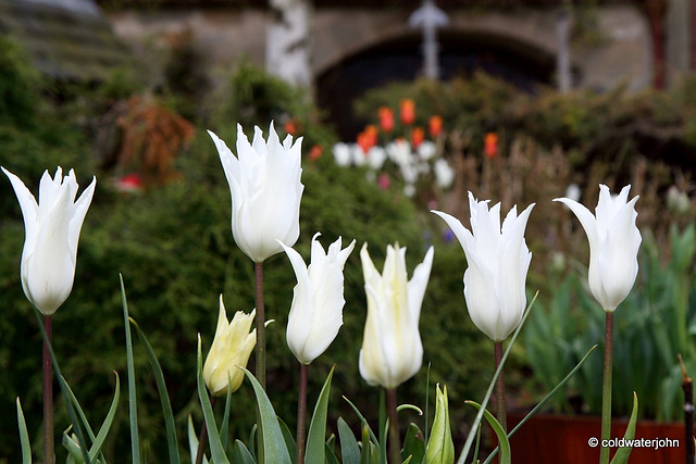 May Tulips