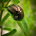 Klamathweed Beetle