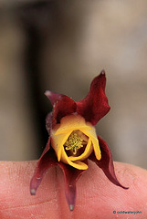 Aquilegia Oxysepala flower