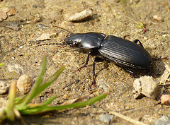 Ground Beetle