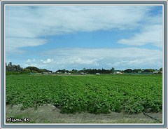 NOIRMOUTIER