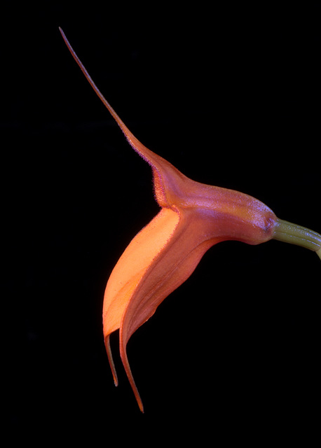 Masdevallia welischii 'Rip Hoff'