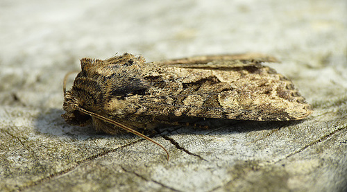 Dusky Brocade