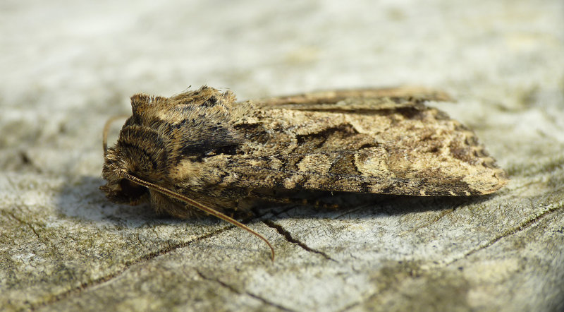 Dusky Brocade