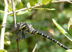 Gold-ringed Dragonfly Male 3