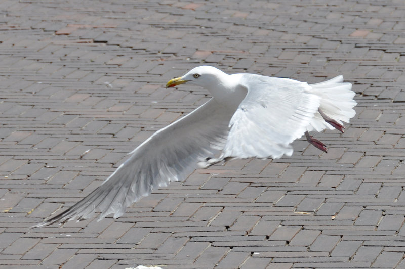 Seagull