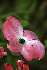 Dogwood