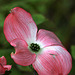 Dogwood