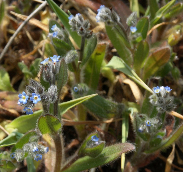 Forget-me-not