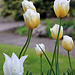 May Tulips