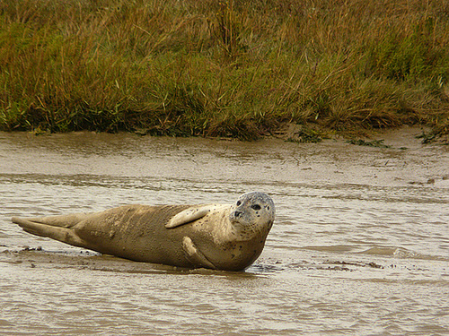 Common Seal