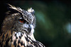 Owl250104