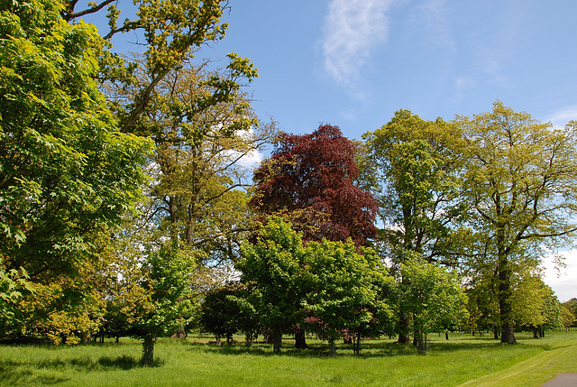 Summer leaves