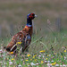 Young cock pheasant amongst the wildflowers - sunshine!