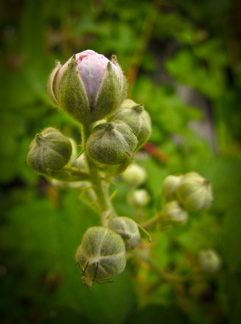 Blackberry Bud