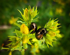 Bronze Beetles on Yellow Blossoms