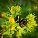 Bronze Beetles on Yellow Blossoms