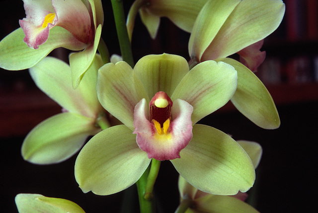 Cymbidium Evening Star 'Pastel Princess'