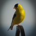 American Goldfinch Male