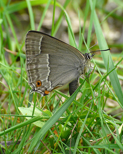 Purple Hairstreak Butterfly