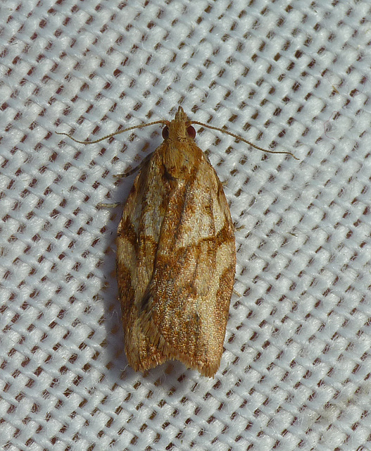 Light Brown Apple Moth