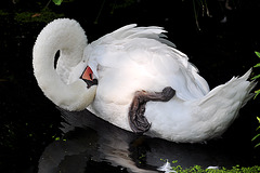 Swan acrobatics