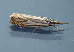 Crambus lathoniellus