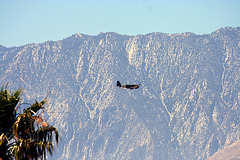 C-47 Flyover (1897)