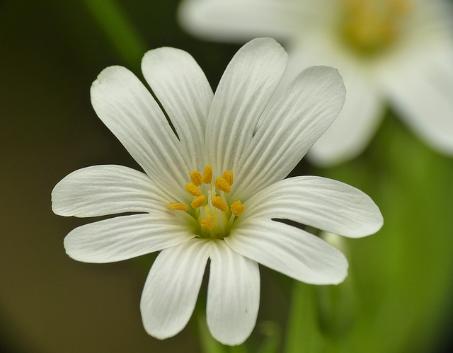 Greater Stitchwort