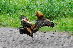 The roosters are at it again