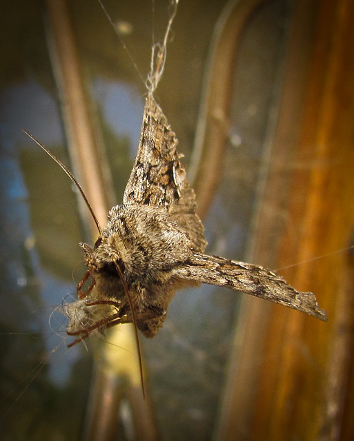 Moth Stuck in Web