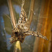 Moth Stuck in Web
