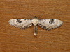 Lime-speck Pug