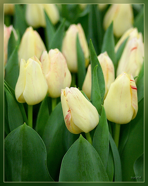 tulp