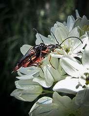Mating Beetles on White Flower