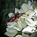 Mating Beetles on White Flower