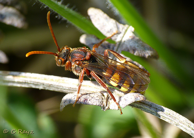 Nomada flava