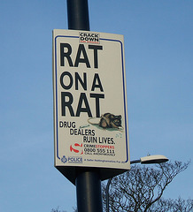 Rat on a Rat
