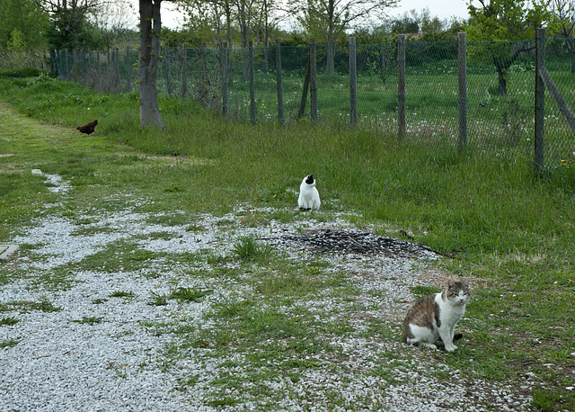 cat... cat... CHICKEN!