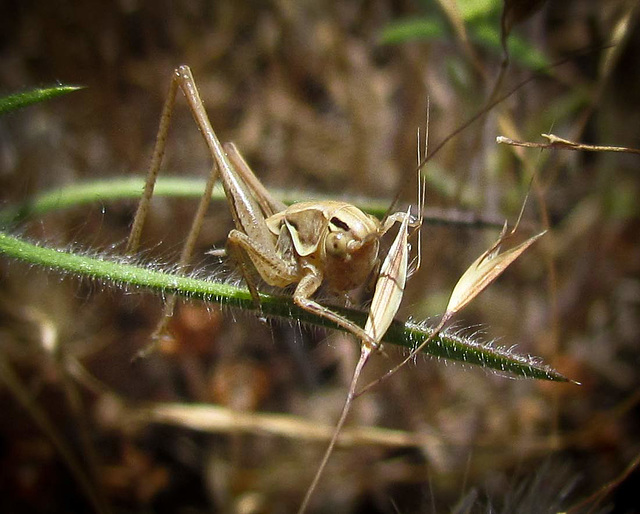 Cricket with Foxtail