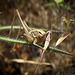 Cricket with Foxtail