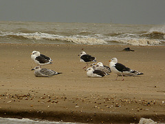Great Black-backed Gulls & Young