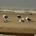 Great Black-backed Gulls & Young